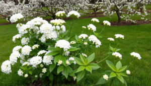 Buske med vita blommor – Så identifierar du vårens buskar